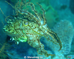 Cuttle fish. This image was taken at Sarangani Bay , D70S... by Shauming Lo 